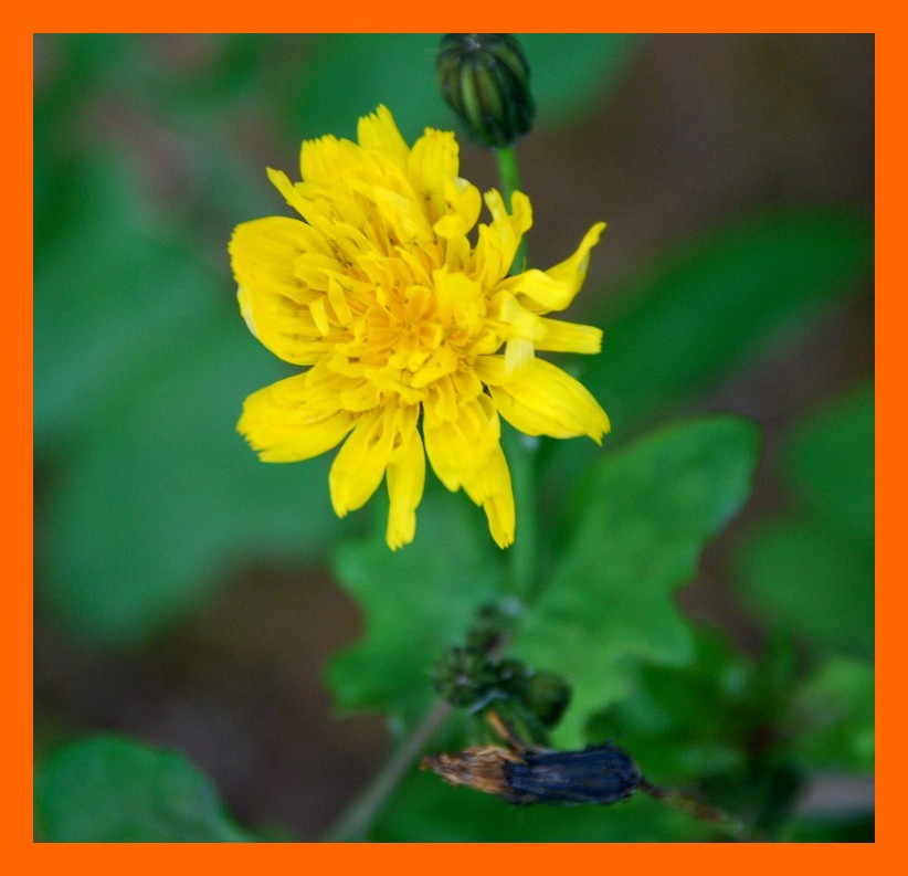 Sonchus tenerrimus